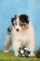 Male Bleu Merle 1