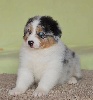 Male Bleu Merle 1