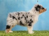 Male Bleu Merle 2