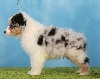 Male Bleu Merle 1